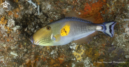 A Six Spined Leatherjacket