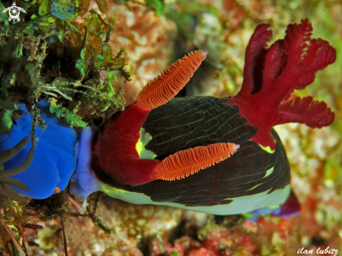 A nudibranch