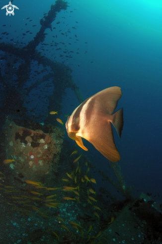 A Pesce Pipistrello