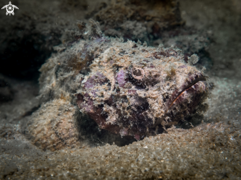 A Scorpaenidae sp. | Scorpionfish