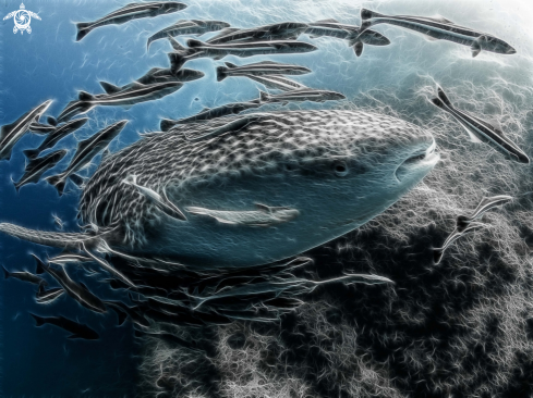 A Rhincodon typus | Whale Shark