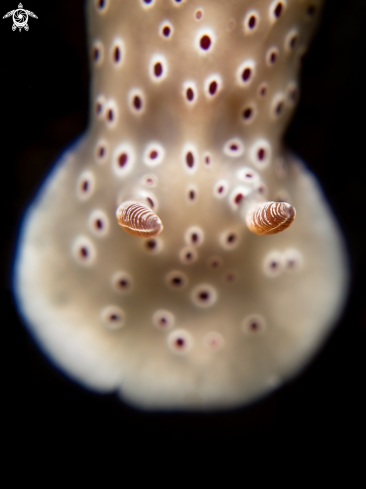 A Nudibranch