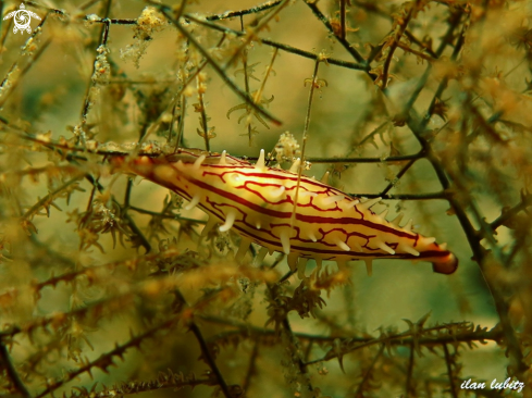 A allied cowrie