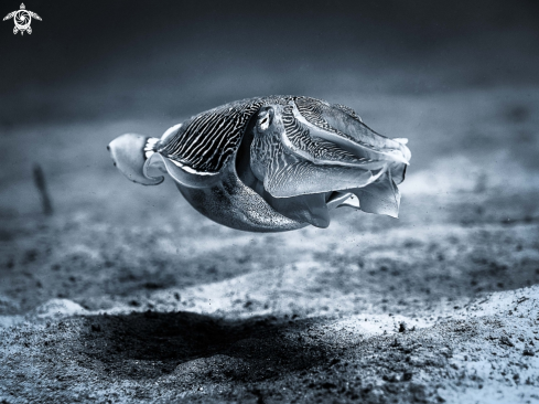 A Sepia latimanus | Reef  Cuttlefish