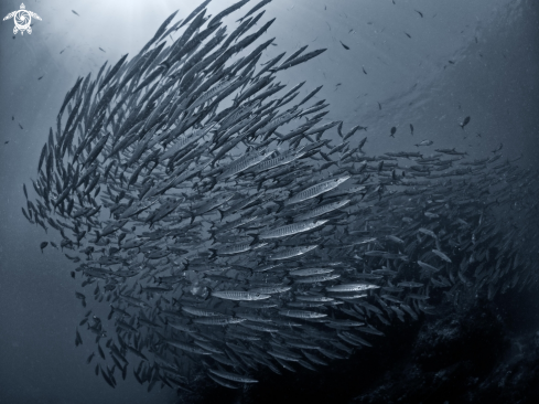 A Chevron Barracuda