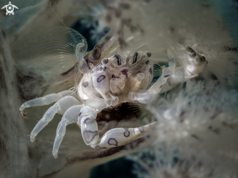 A Porcellanella triloba | Pen Crab