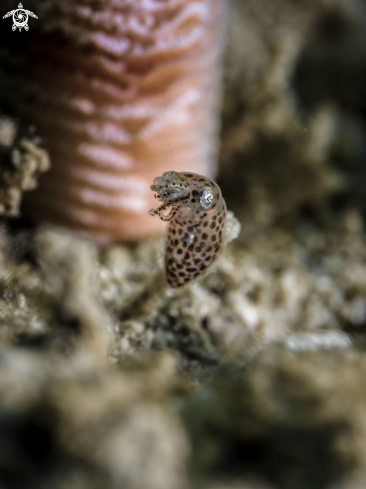 A Bigfin Reef Squid