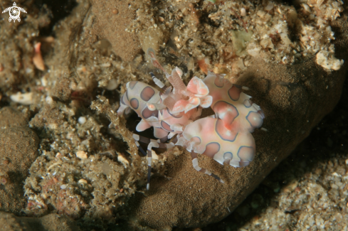 A Harlequin Shrimp