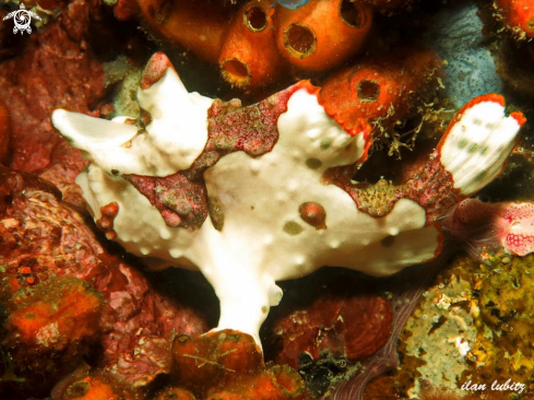 A frogfish