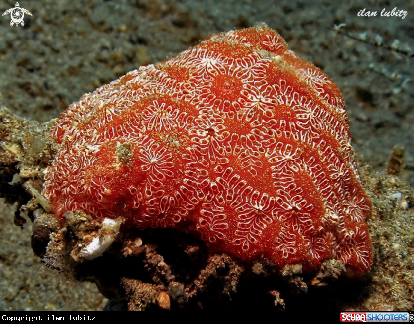 A Tunicates-Ascidian  