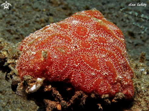 A Tunicates-Ascidian  