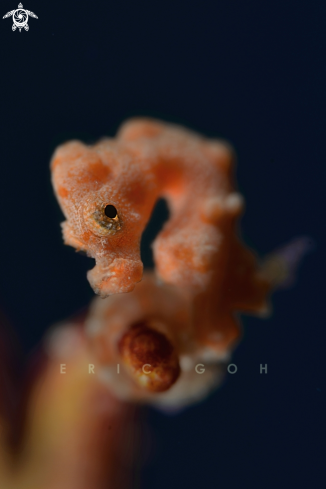 A Denise's Pygmy Seahorse