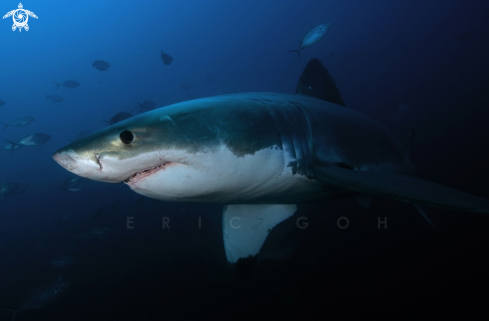 A Great White Shark