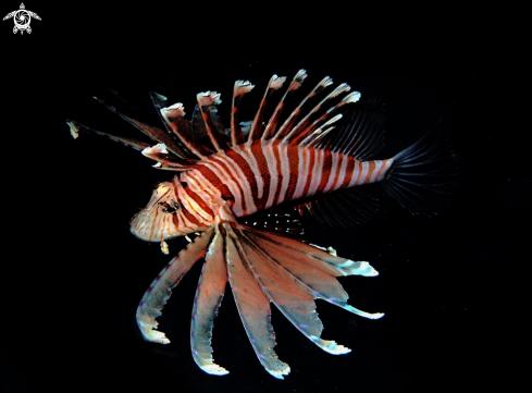 A lion fish