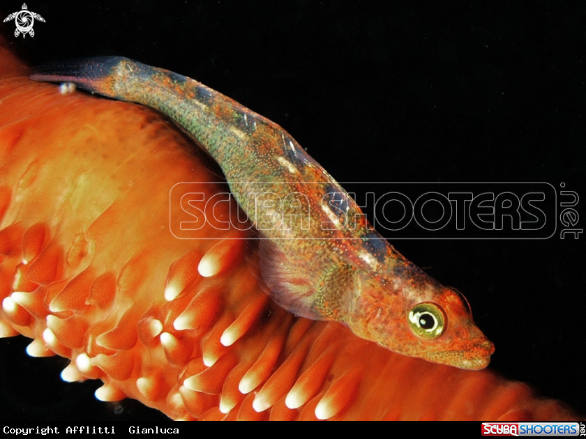 A coral fish