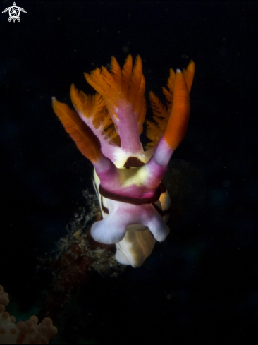 A nudibranch