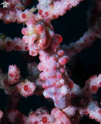 A pigmy sea horse