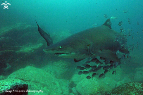 A Grey Nurse Shark