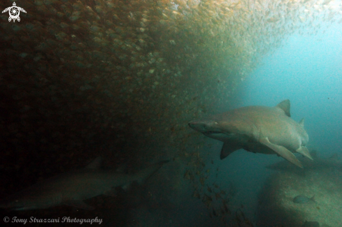 A Carcharias taurus | Grey Nurse Shark