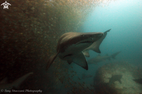 A Carcharias taurus | Grey Nurse Shark