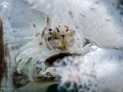 A Porcellanella triloba | Pen Crab