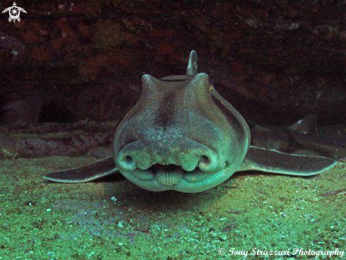 A Heterodontus portusjacksoni | Port Jackson Shark