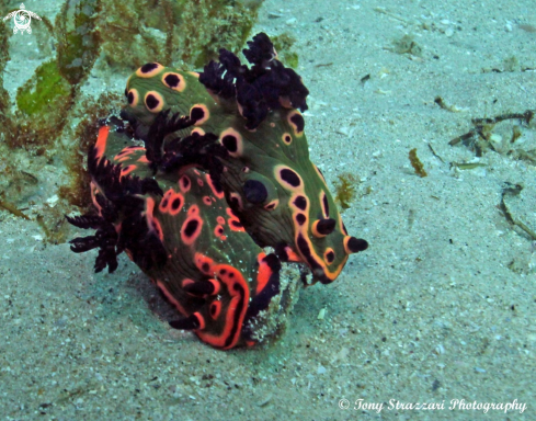 A Nembrotha rosannulata | Donut nembrotha