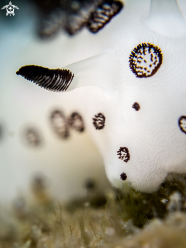 A Jorunna funebris | Nudibranch