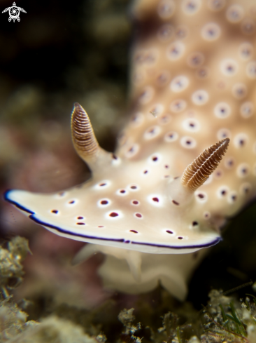 A Hypselodoris tryoni | Nudibranch