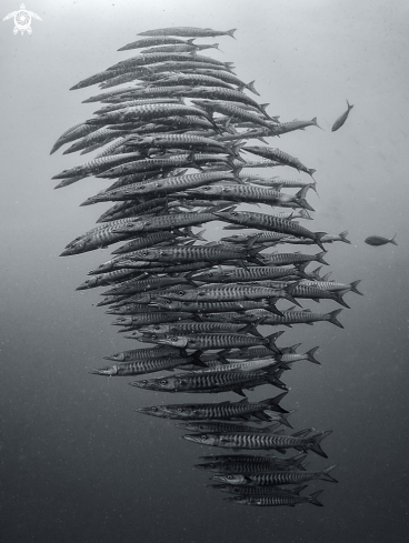 A Chevron Barracuda