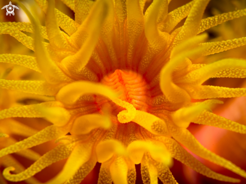 A Tubastraea coccinea | Cup Coral