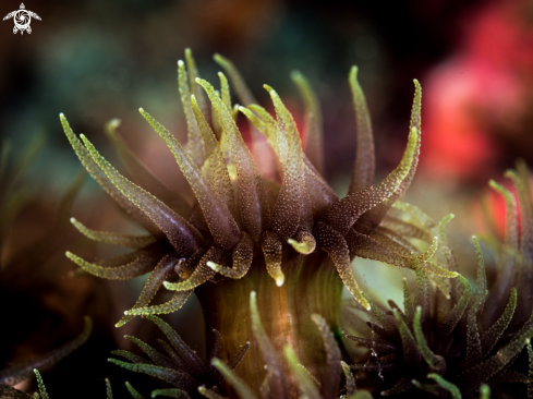 A Tubastraea coccinea | Cup Coral