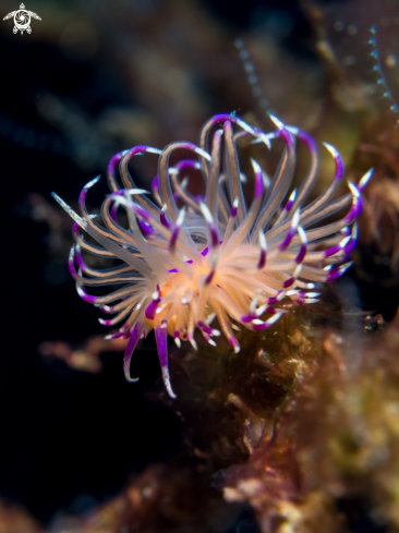 A Nudibranch