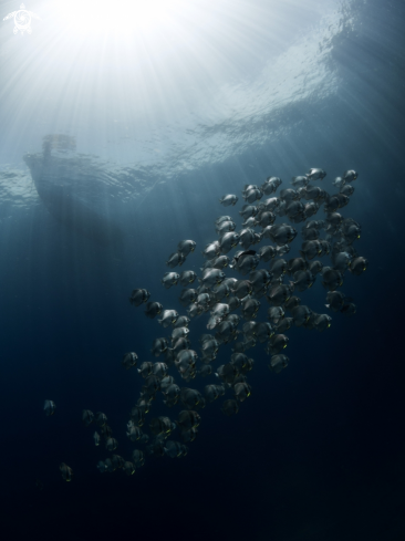 A Longfin Batfish