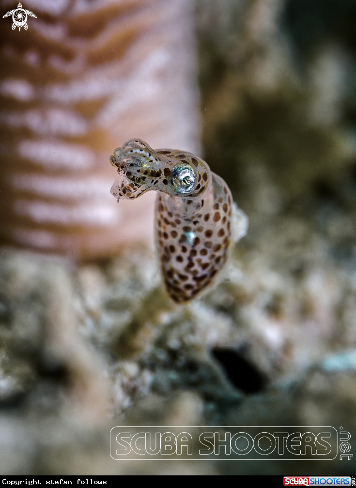 A Bigfin Reef Squid (new born)