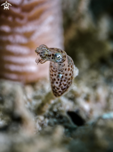 A Sepioteuthis lessoniana | Bigfin Reef Squid (new born)