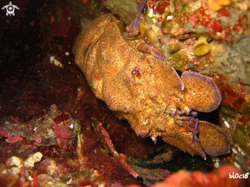 A Scyllarides latus | greater slipper lobster