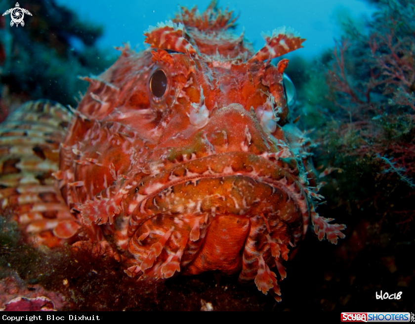 A  Large-scaled scorpionfish 