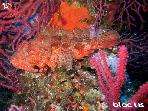 A Large-scaled scorpionfish