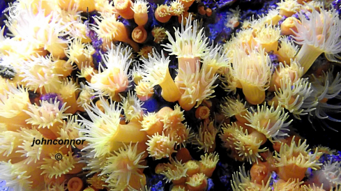 A Leptopsammia pruvoti | corail jaune