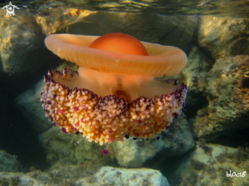 A Egg jellyfish 