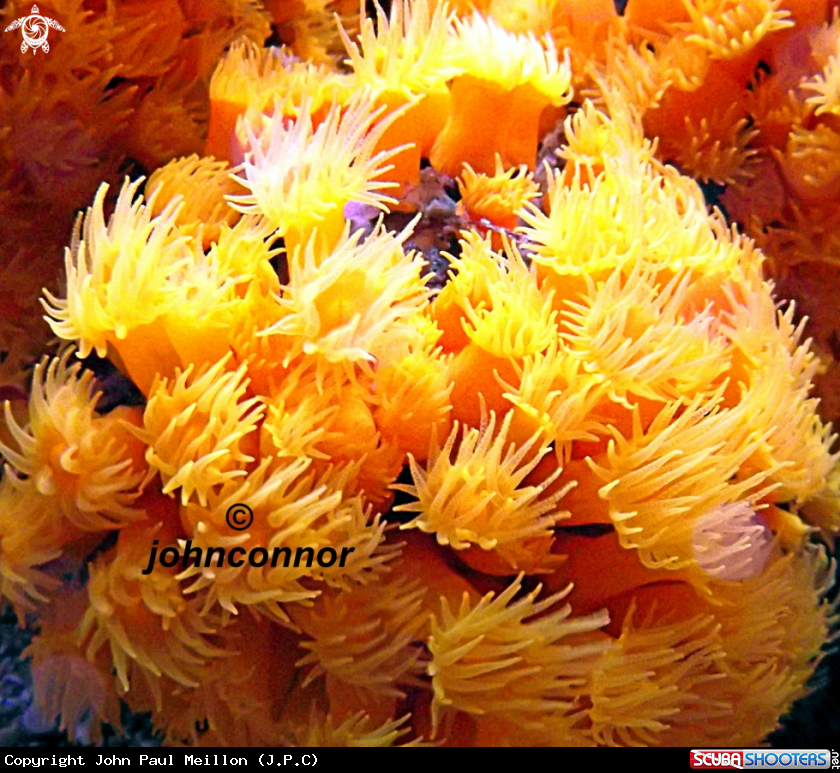 A corail jaune