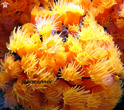 A Leptopsammia pruvoti | corail jaune