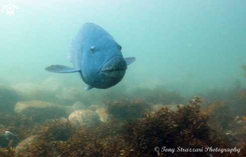 A Achoerodus viridis | Blue groper (Eastern blue wrasse)