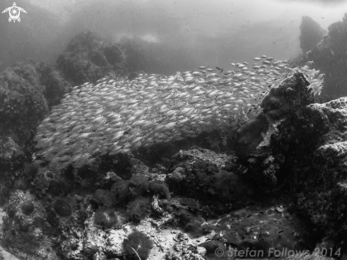 A Smoothtailed Trevally