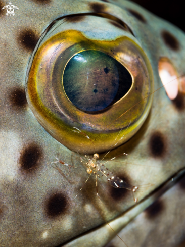 A Coral Grouper & Cleaner Shrimp