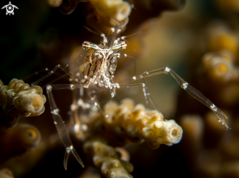 A Cuapetes grandis | Black and Silver Cuapetes Shrimp