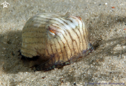 A Sepioloidea lineolata | Striped Pyjama Squid