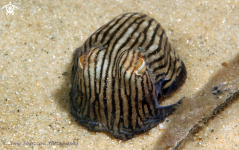 A Striped Pyjama Squid