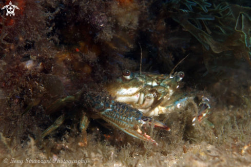 A Blue swimmer crab